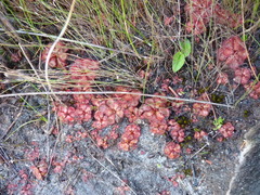 Drosera slackii