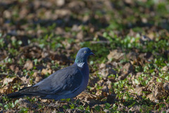 Columba palumbus