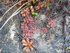 Drosera slackii