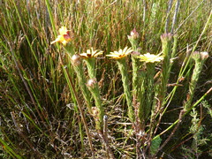 Ursinia quinquepartita