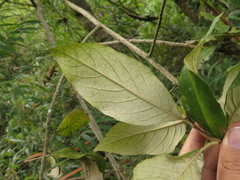 Critoniopsis bogotana