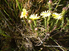 Ursinia quinquepartita