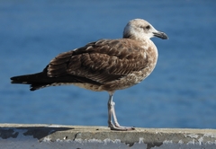 Larus dominicanus vetula