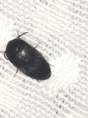 Eustrophinae