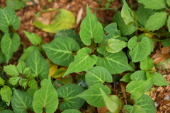 Reynoutria multiflora