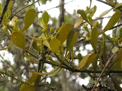 Dendrophthora clavata