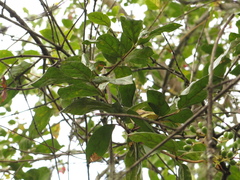 Dendrophthora clavata