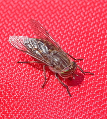 Tabanus quatuornotatus