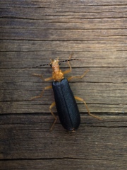 Podabrus fayi