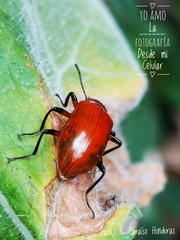 Strongylium hoepfneri