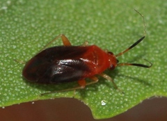 Rhinocapsus