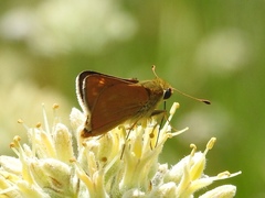 Hesperia meskei