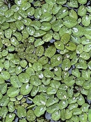 Salvinia molesta