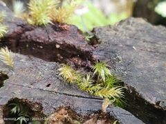 Pyrrhobryum spiniforme