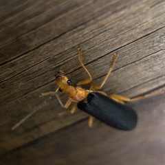 Podabrus fayi