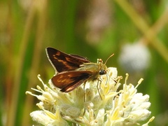 Hesperia meskei
