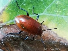 Strongylium hoepfneri