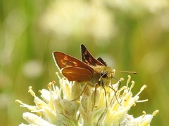 Hesperia meskei