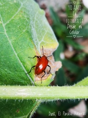 Strongylium hoepfneri