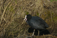 Fulica atra