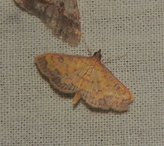 Sciorista