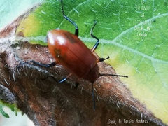 Strongylium hoepfneri