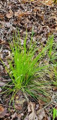 Carex timida