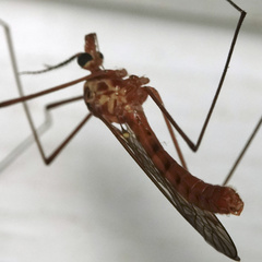 Tipulomorpha