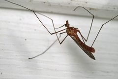 Tipulomorpha