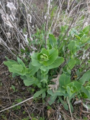 Cerinthe minor