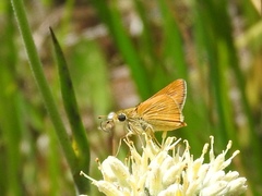 Hesperia meskei