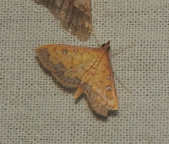 Sciorista
