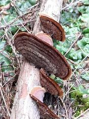 Fungi