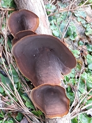 Fungi
