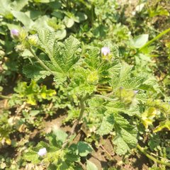 Fuertesimalva limensis