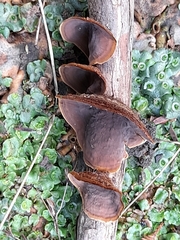 Fungi