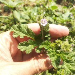 Fuertesimalva limensis