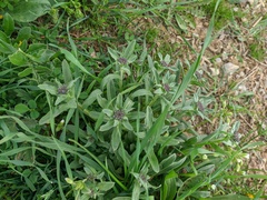 Erysimum cuspidatum