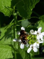 Eristalis nemorum