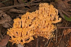 Ramaria capitata ochraceosalmonicolor