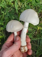 Fungi
