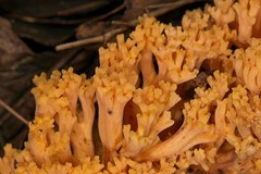 Ramaria capitata ochraceosalmonicolor