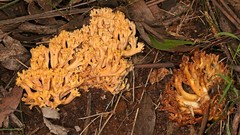 Ramaria capitata ochraceosalmonicolor