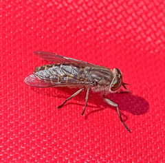 Tabanus quatuornotatus