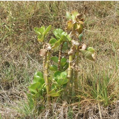 Kalanchoe carnea