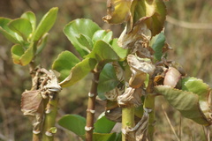 Kalanchoe carnea