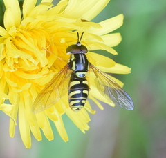 Chrysotoxum elegans