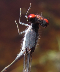 Pseudagrion sublacteum