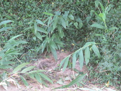 Hedychium flavescens