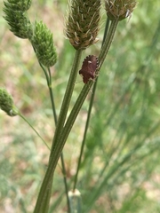Dyroderes umbraculatus